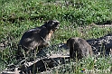 VBS_1 -  Plateau du Mont-Cenise, Grand Croix, Marmotte_-_0055 mt